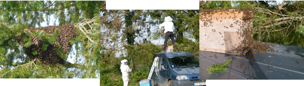 Récupération acrobatique d'un essaim (2019)