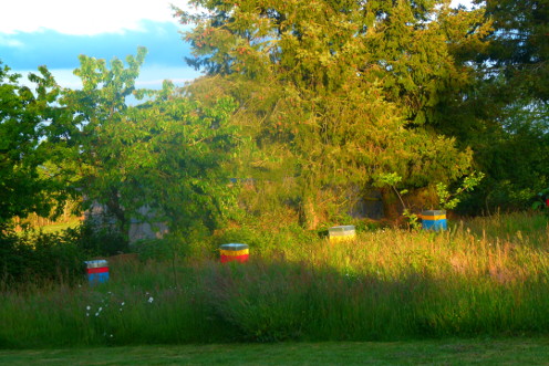 Notre premier rucher, dans le jardin familial